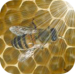 GoldenFieldsApiaries Honeybees