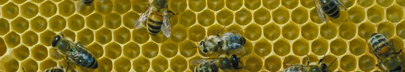 GoldenFieldsApiaries Bees Honey Honeybee